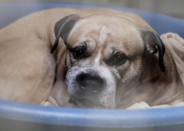 ¿Hay que indultar a un perro que mató a sus dueños?