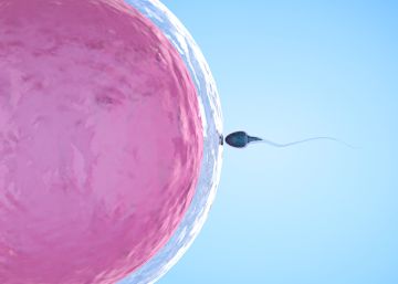 Portugal obliga a los donantes de esperma y óvulos a salir del anonimato