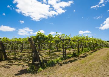 Nueva Zelanda trata de salvar su cosecha de kiwi con mano de obra extranjera