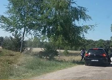 A família que saiu do carro num safári e quase vira comida dos guepardos