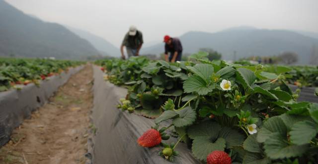 La metadata de la foto es Productores de fresas en Argentina.