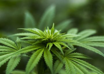 Portugal legaliza el cannabis medicinal