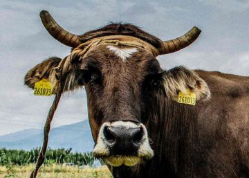 Penka, la vaca ‘sin papeles’ que estuvo a punto de morir por escaparse de la UE