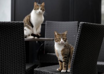 Washington crea un inédito censo de gatos