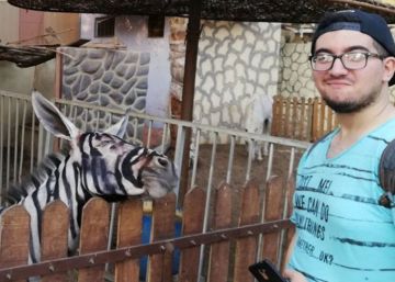 ¿Cebras o burros pintados a rayas? El último debate en Egipto