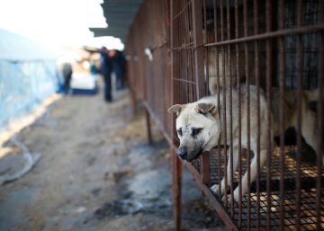 Carne de perro, ‘manjar’ estival en Corea del Norte