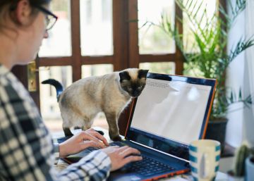 La lucha de una canadiense por cobrar un día de trabajo tras la muerte de su gato