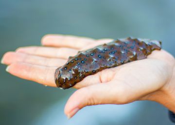 El pepino de mar, víctima de la ola de calor en China
