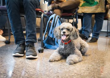 Con el perro en clase de microeconomía