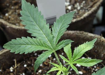 La batalla por legalizar la marihuana en las escuelas de Estados Unidos