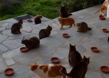 Procuram-se trabalhadores para cuidar de gatos em uma ilha paradisíaca