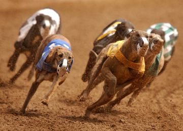 Los galgos galopan hasta el Tribunal Supremo de Florida
