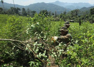Colombia batió el año pasado su récord de cultivo de coca