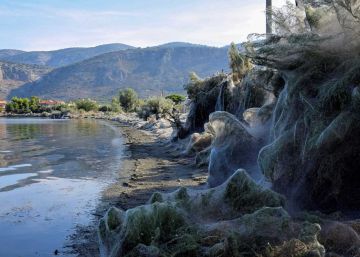 Un pueblo griego invadido por las arañas