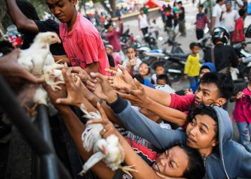Lucha por la supervivencia en Indonesia