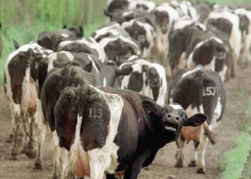 Detectado un caso del mal de las ‘vacas locas’ en una granja de Zamora