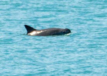 El avistamiento de seis vaquitas marinas revive la posibilidad de su rescate ante la extinción