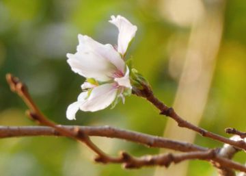 Los cerezos de Japón florecen por sorpresa en pleno otoño