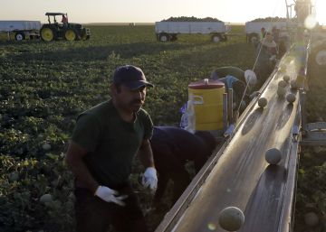 Trump desata la tormenta perfecta en el campo de California