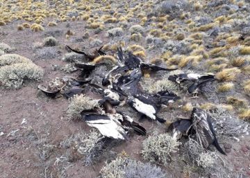 Los agroquímicos matan cóndores en Argentina