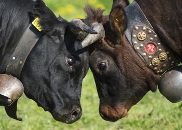 Los suizos votan: ¿Vacas con o sin cuernos?