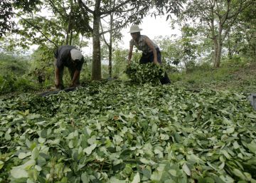 Cultivo de coca no Peru se desloca para as fronteiras com o Brasil e a Bolívia