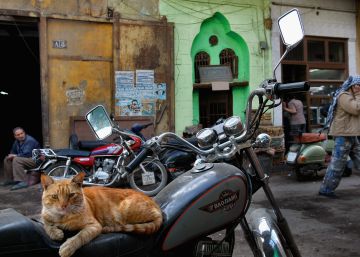 ¿De la calles de El Cairo a la olla en Corea?
