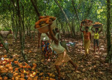 La industria chocolatera arrasa con los bosques de Costa de Marfil, según el informe de una ONG