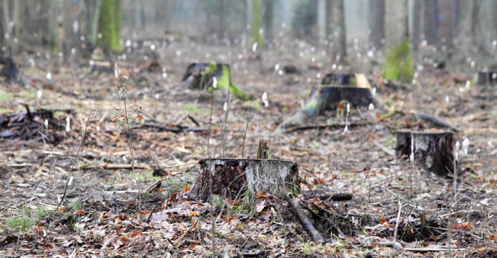 Árboles talados en el bosque de Bialowieza, cerca de Hajnówka.