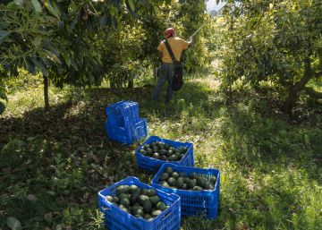 A maldição do abacate, um fruto da desigualdade no México