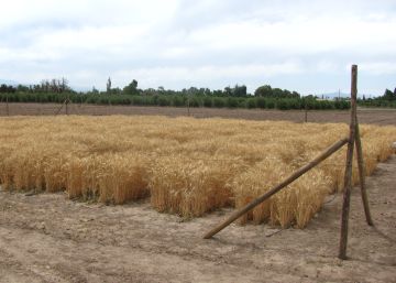 Argentina avalia ser o primeiro país do mundo com trigo transgênico