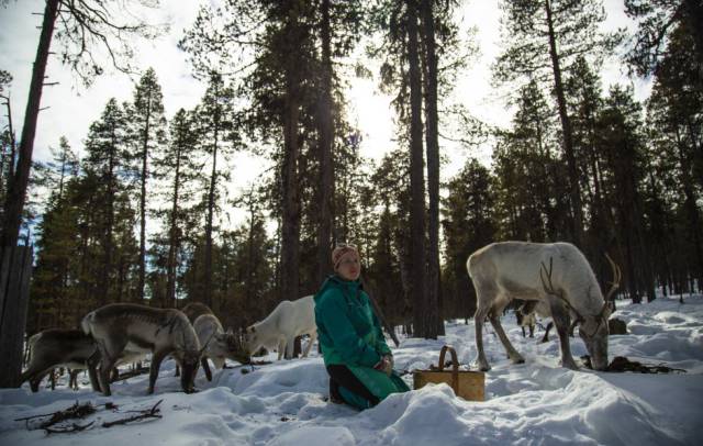Anne Karhu-Angeli, pastora de renos de la cooperativa tradicional de Mudsjävri, en Inari, al norte de Laponia (Finlandia), el 10 de abril de 2019.