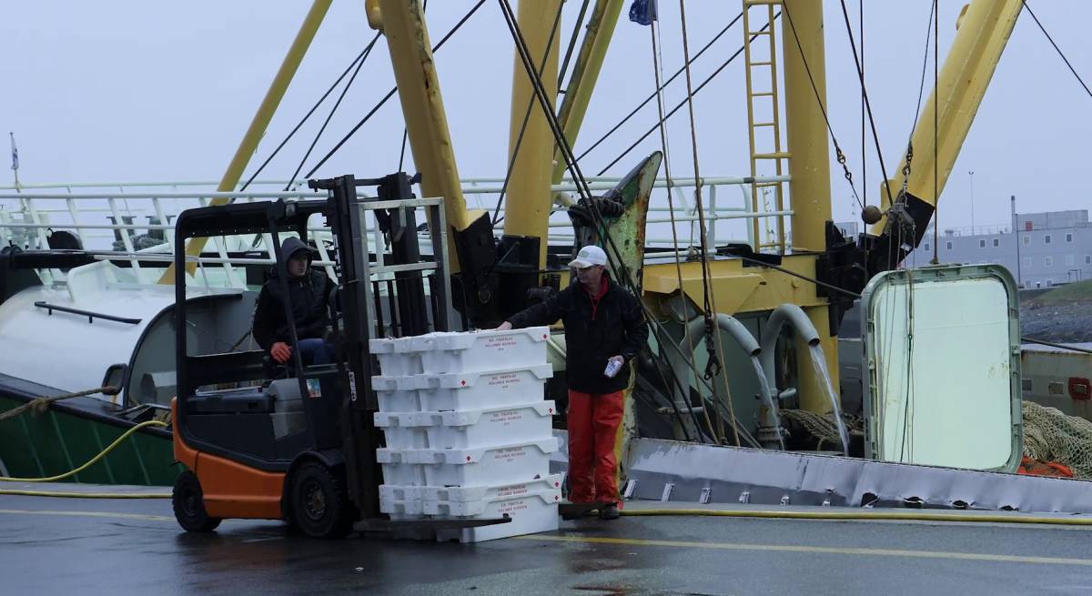 Descarga de pescado en el puerto holandés de Den Helder.