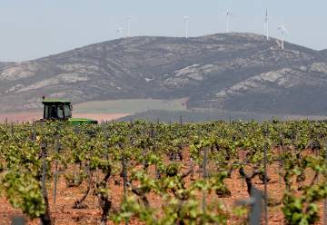 Viñedo en los alrededores del pueblo de Villanueva de los Infantes.