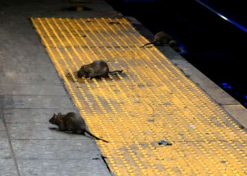 Nueva York pierde la guerra contra las ratas