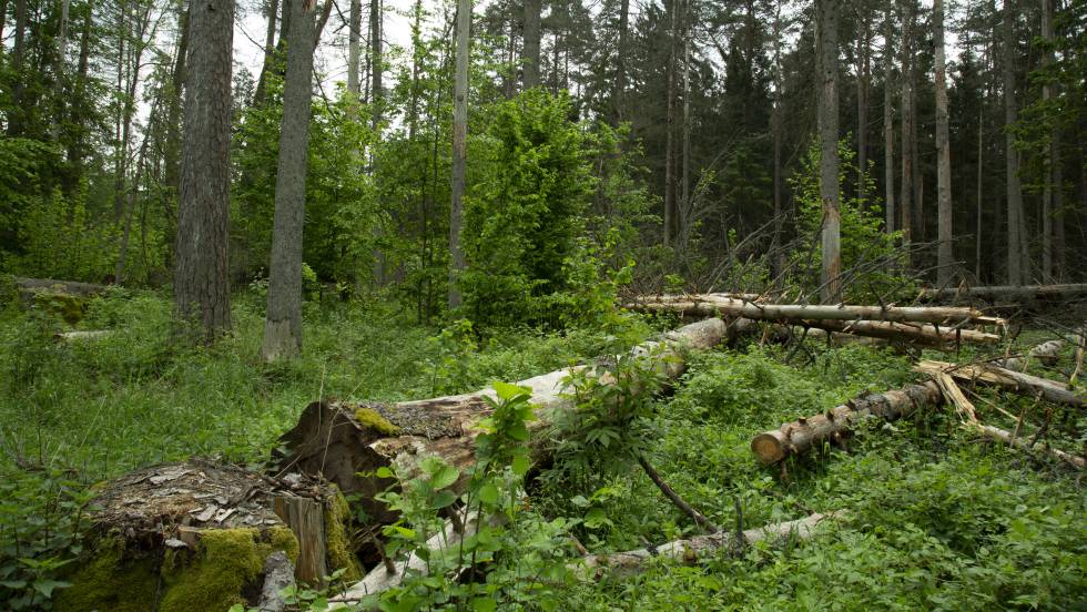 Zona del bosque de Bialowieza afectada por la tala.