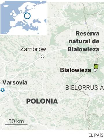 La lucha por salvar el bosque primitivo de Bialowieza
