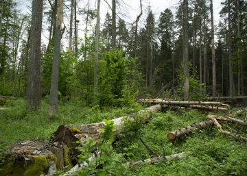 El Gobierno polaco resucita la amenaza de tala del último bosque virgen de Europa