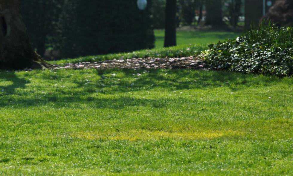 Una mancha amarilla marca el lugar donde fue plantado el árbol.
