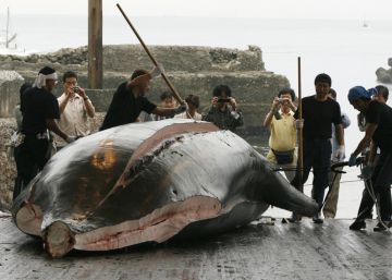 Japão sai à caça de 227 baleias depois de 30 anos de moratória