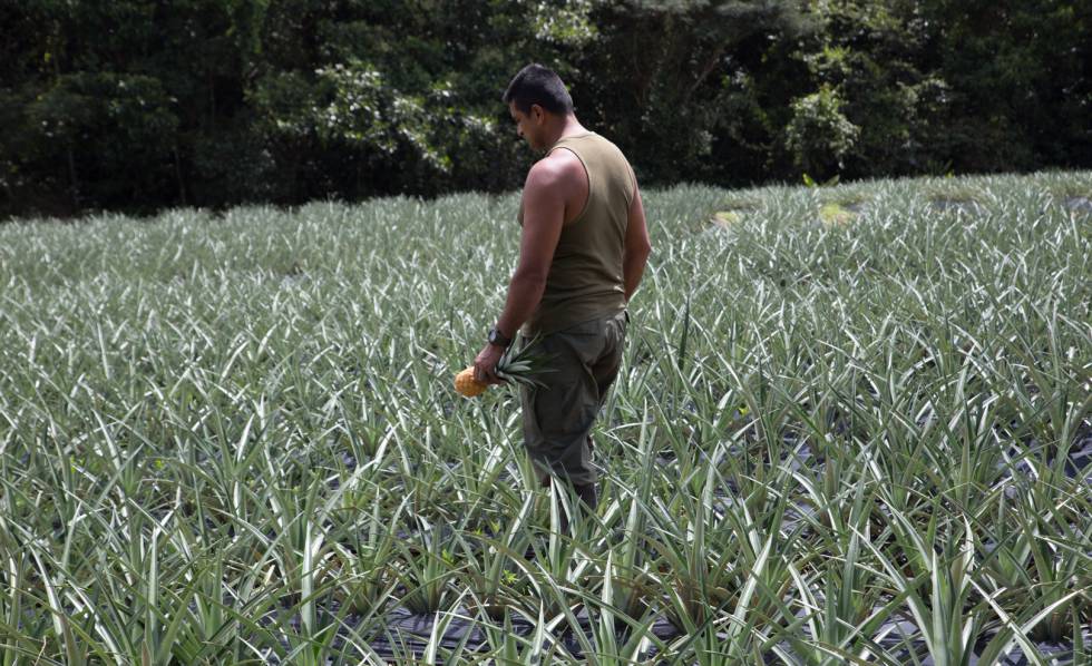 Un excombatiente recorre el cultivo de piñas en el ETCR de Agua Bonita.