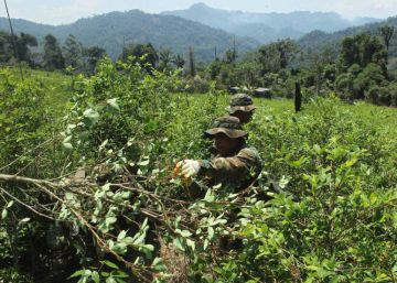La Corte Constitucional de Colombia deja en el limbo el regreso a las fumigaciones con glifosato