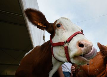 França terá especialistas independentes para analisar acordo entre União Europeia e Mercosul