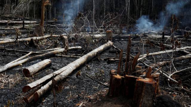 Zona de la Amazonia tras los fuegos.