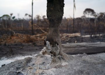 La Amazonia arde más allá de Bolsonaro (y de Evo)