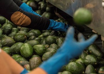 EE UU amenaza con suspender la certificación al aguacate mexicano por la violencia en Michoacán