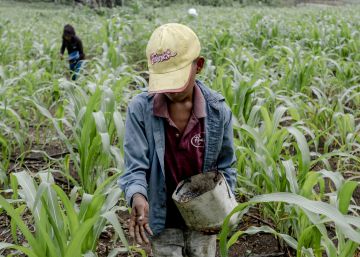 El maíz amargo del Ixcán: un portón abierto de par en par al contrabando