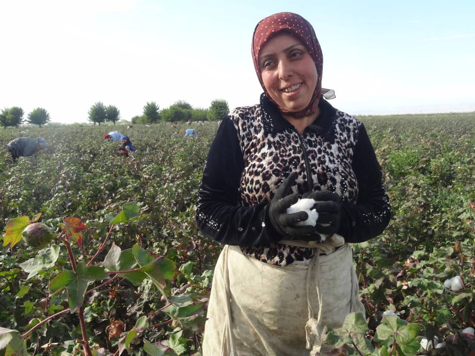 Una campesina recoge algodón al borde de la carretera entre Samarcanda y Bujará.