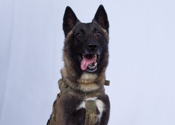 O novo herói americano é um cachorro