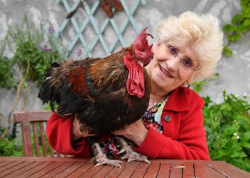 Muere ‘Maurice’, el gallo que simbolizaba la defensa de la vida rural en Francia Muere ‘Maurice’, el gallo que simbolizaba la defensa de la vida rural en Francia